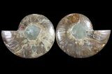 Cut & Polished Ammonite Fossil - Agatized Fossil #85333-1